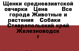 Щенки среднеазиатской овчарки › Цена ­ 1 - Все города Животные и растения » Собаки   . Ставропольский край,Железноводск г.